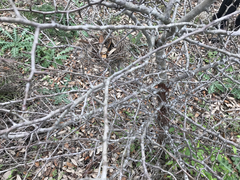 Malus ioensis texana