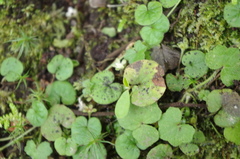 Dichondra microcalyx