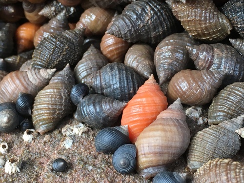 Atlantic Dogwhelk