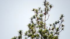 Pericrocotus miniatus