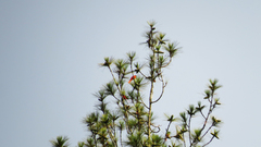 Pericrocotus miniatus