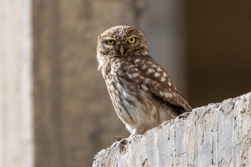 Little Owl