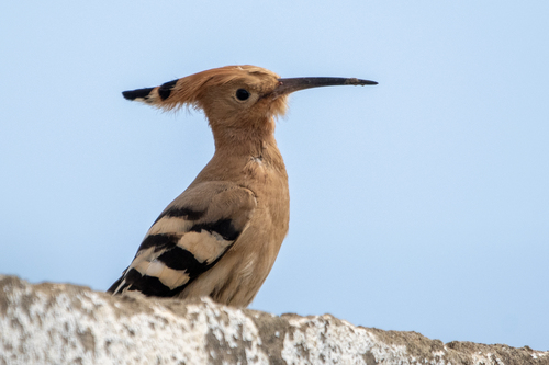 Common Hoopoe