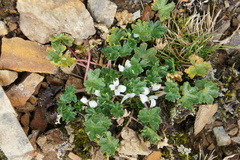 Geranium sessiliflorum