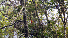 Pericrocotus miniatus