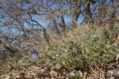 Veronica capsellicarpa