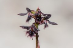 Genoplesium morrisii