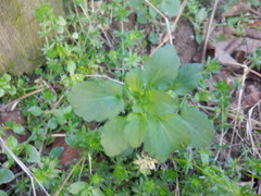 Viola arvensis