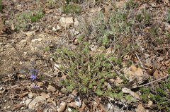 Veronica capsellicarpa