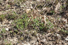 Helianthemum oelandicum orientale