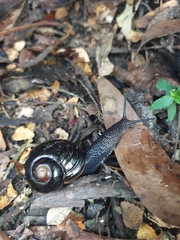 Victaphanta compacta