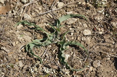 Takhtajaniantha crispa