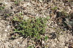 Helianthemum oelandicum orientale