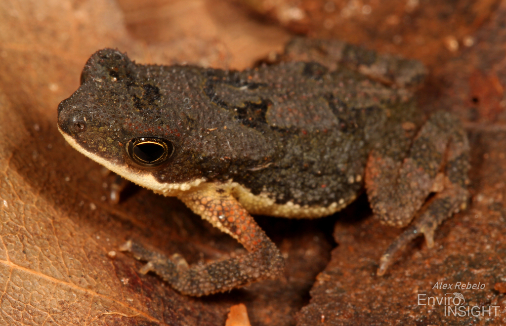 Mahenge Toad
