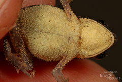 Mahenge Toad photo 5