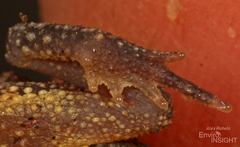 Mahenge Toad photo 4