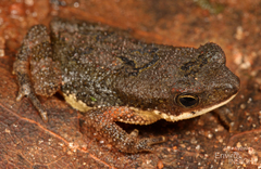 Mahenge Toad photo 3