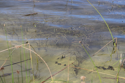 Potamogeton schweinfurthii, photograph 4