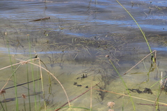 Potamogeton schweinfurthii, photograph (c) Suvarna Parbhoo Mohan, some rights reserved (CC BY-SA)