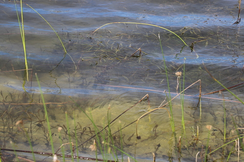 Potamogeton schweinfurthii, photograph 6