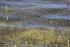 Potamogeton schweinfurthii, photograph (c) Suvarna Parbhoo Mohan, some rights reserved (CC BY-SA)