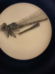 Coenagrion lunulatum