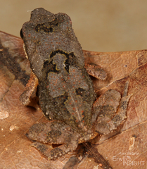 Mahenge Toad photo 2