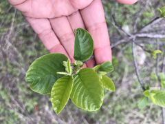 Frangula caroliniana
