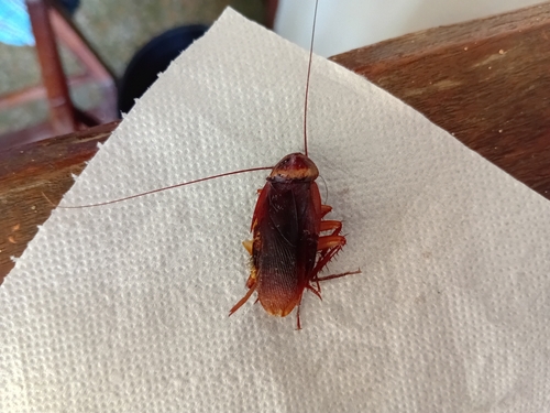 American Cockroach