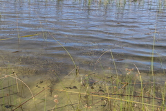 Potamogeton schweinfurthii, photograph (c) Suvarna Parbhoo Mohan, some rights reserved (CC BY-SA)