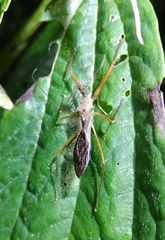 Epidaus