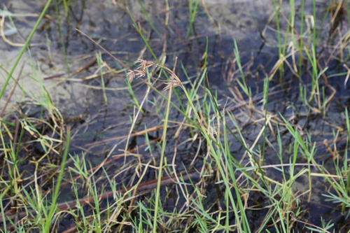 Cyperus articulatus, photograph 6