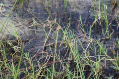 Cyperus articulatus, photograph (c) Suvarna Parbhoo Mohan, some rights reserved (CC BY-SA)