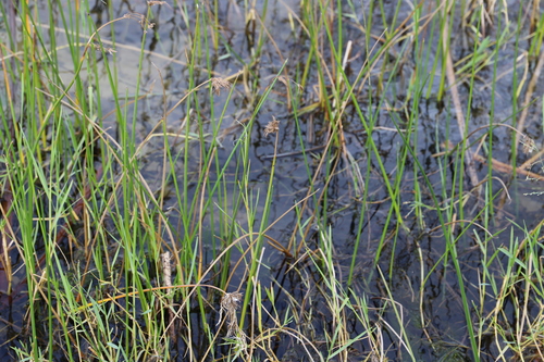 Cyperus articulatus, photograph 5