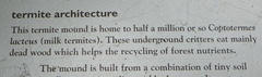 Coptotermes lacteus