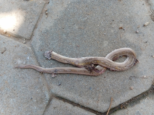 Cambodian Kukri Snake
