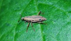 Sphenocorynes kosempoensis