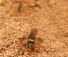 Pteronemobius gagooris