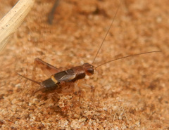 Pteronemobius gagooris
