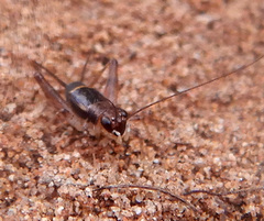 Pteronemobius gagooris