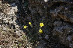 Alyssum trichostachyum