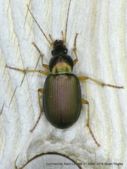 Chlaenius sericeus