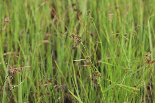 Fuirena umbellata, photograph 4