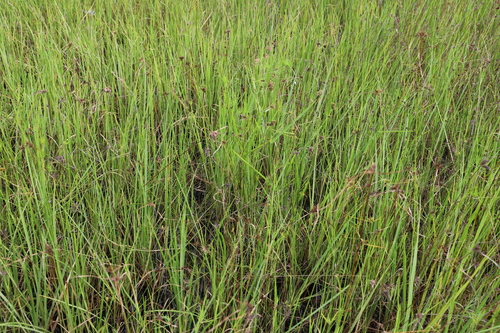 Fuirena umbellata, photograph 3