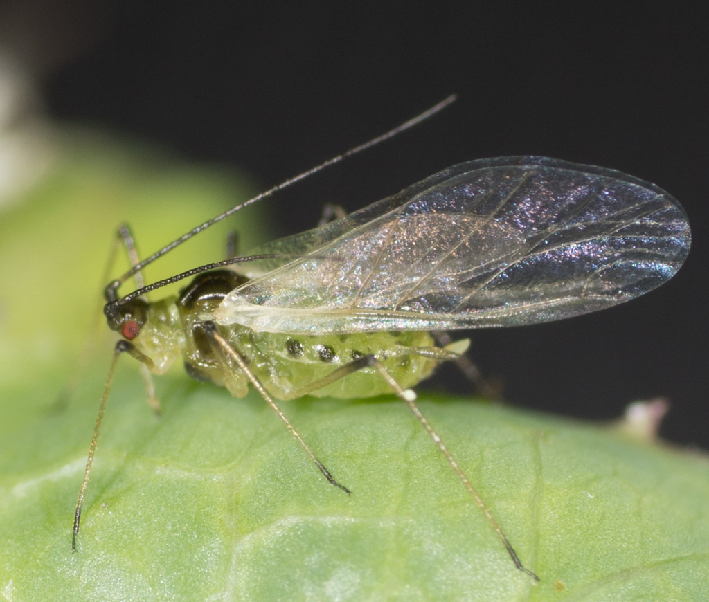 Aphid