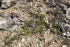 Thymus roegneri