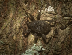 Onidistus araneus