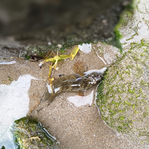 Rusty Blenny