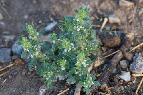 Lagopsis supina