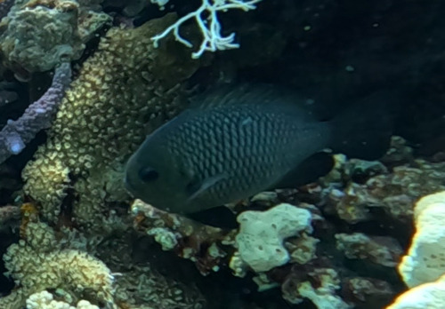 Dascyllus trimaculatus